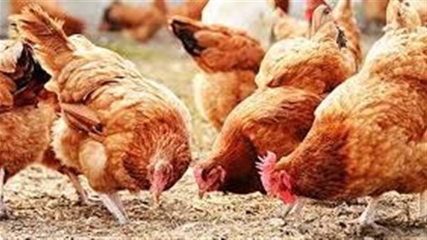اسعار الدواجن اليوم ٧ مارس ٢٠٢٢