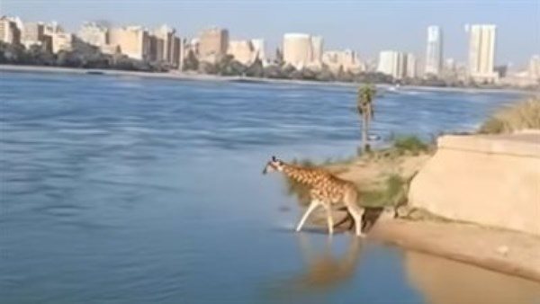 خبير تكنولوجيا المعلومات يكشف حقيقة فيديو نزول الزرافة في نهر النيل