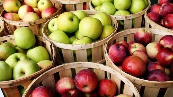 “الزراعة” تصدر نشرة بالتوصيات الفنية لمزارعي التفاح