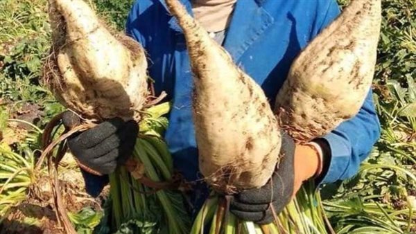 «الزراعة» تبحث حلول أزمة توريد البنجر مع شركات السكر