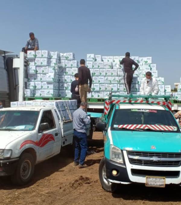 محافظ الشرقية : توزيع 18 ألف و 569 كرتونة مواد غذائية مقدمة من بنك الطعام المصري للعمالة اليومية المتضررة من فيروس كورونا