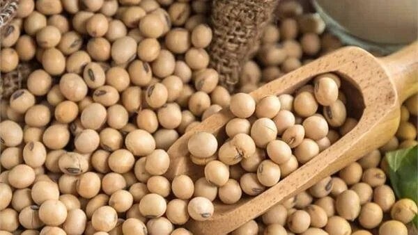 «الزراعة» تصدر نشرة بالتوصيات الفنية لمزارعي فول الصويا