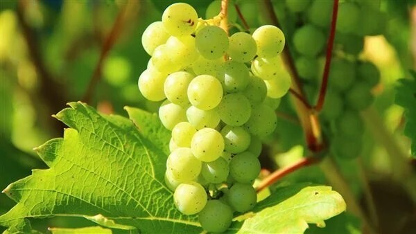 «الزراعة» تحدد الأمراض التى تصيب محصول العنب: كيف تسيطر عليها؟