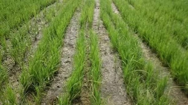 «الزراعة» تطالب بعدم زراعة أي مساحات أرز مخالفة