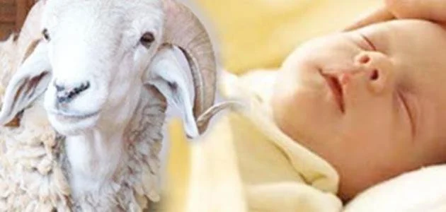حكم العقيقة للذكر والأنثى.. «الإفتاء» توضح طريقة التوزيع