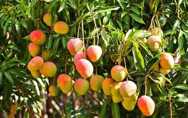 رئيس مركز معلومات تغير المناخ بوزارة الزراعة: موسم المانجو قد يتأخر أسبوعين