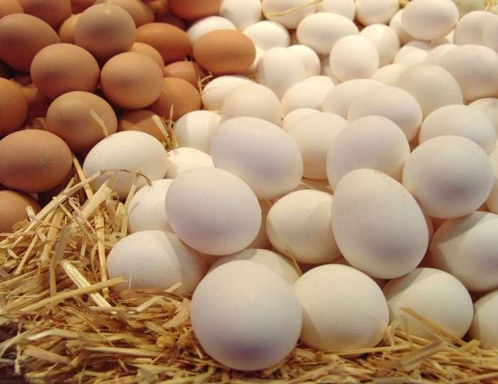 الزراعة تعلن طرح كراتين بيض بمناسبة العام الدراسي…بتخفضيات تصل لـ25%