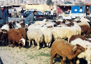 الزراعة: رفع قيمة تعويض الحيوان الذي يصاب بأي مرض مشترك مع الإنسان