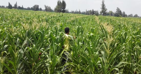 الزراعة تطلق 500 نموذج إرشادي لنشر المخصبات الحيوية للحفاظ على خصوبة التربة وخفض تكاليف الإنتاج